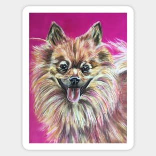 Pomeranian Sticker